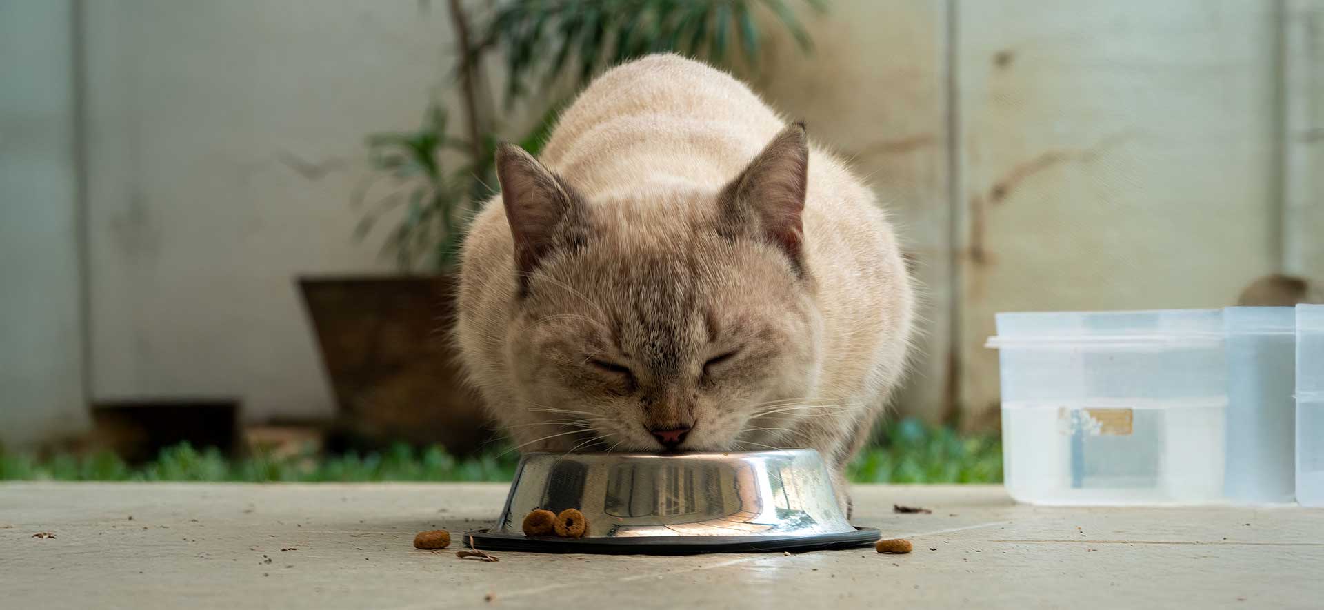 qué comer gato esterilizado